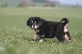 DOGUE DU TIBET 448